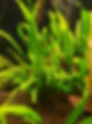 java fern.jpg