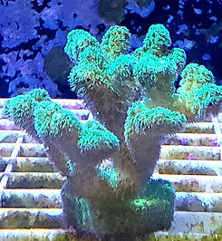 100729559_10158404106776055_415882370036