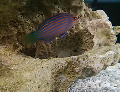 61459325_10157293812021055_4621421081494