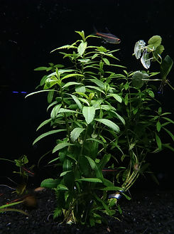 95743130_10158331392801055_8013450612513