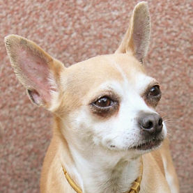 dogs3333_008-001.jpg