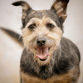 dogsdsc02247.jpg