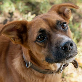 dogsdsc02698.jpg