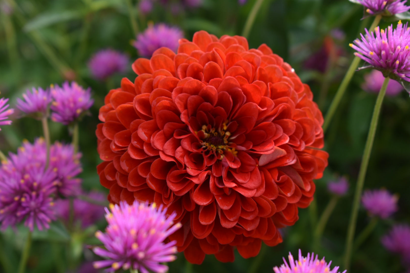 Pop Of Dahlia