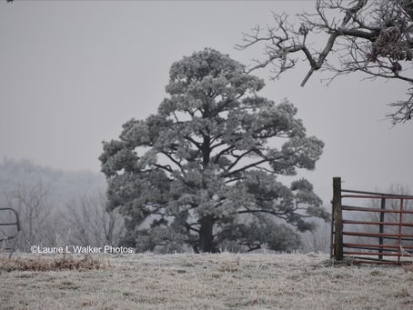 The Stillness of Trees