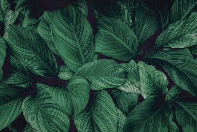 AdobeStock_381516692.jpeg