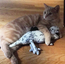 cat and stuffed dinosaur