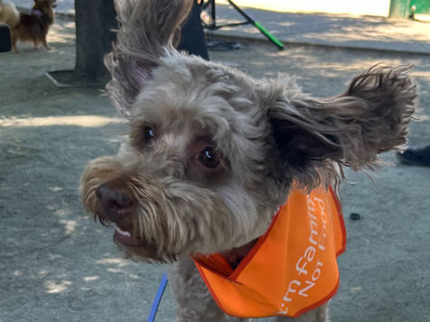 Dog Training Tip: How to Protect Your Dog from Dangerous Foxtails
