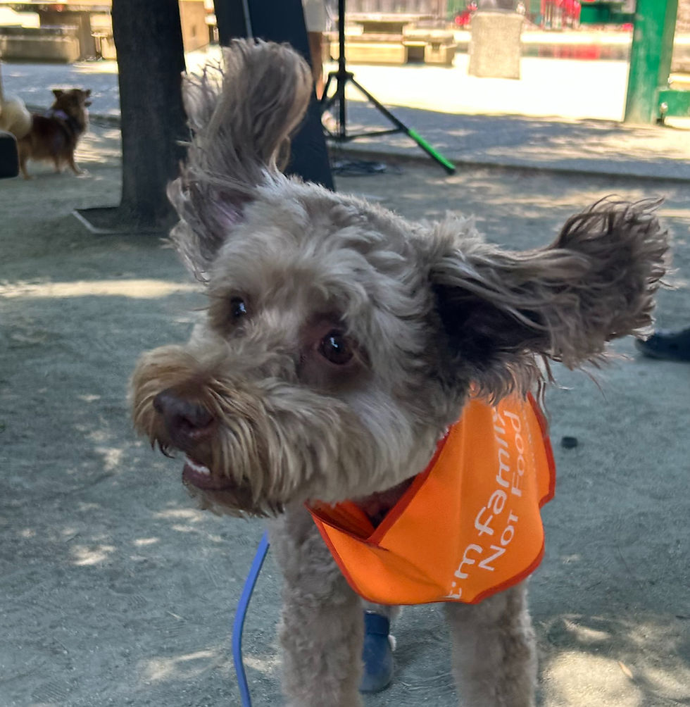 Dog Training Tip: How to Protect Your Dog from Dangerous Foxtails