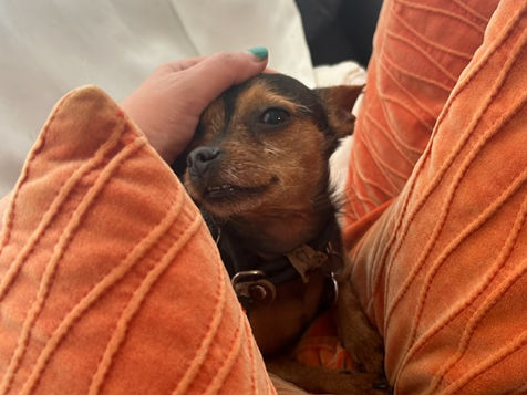 The Joys and Benefits of Adopting a Mixed-Breed Dog