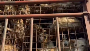 Hundreds of Dogs and Cats Were Just Saved from the Meat Trade