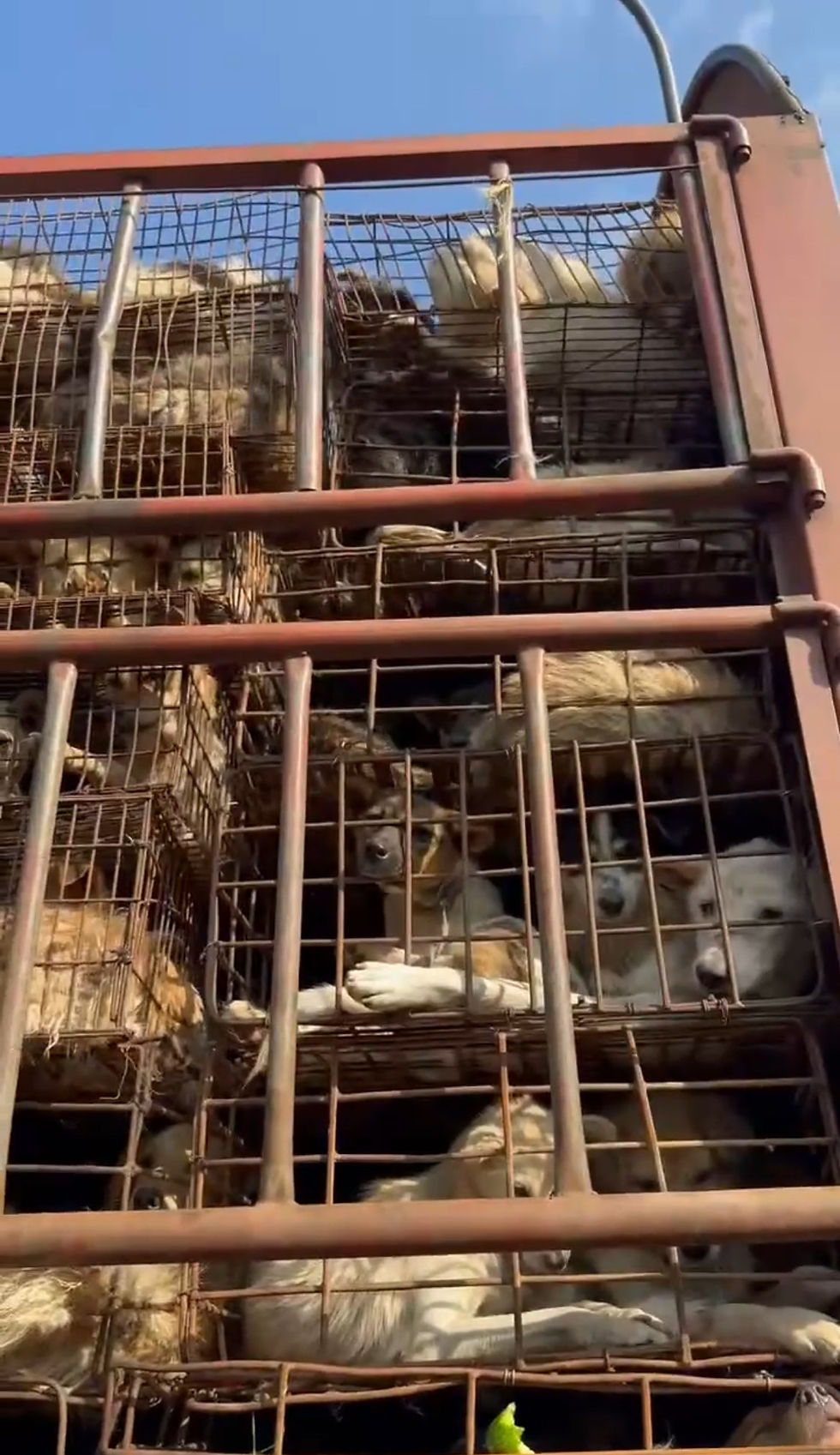 Hundreds of Dogs and Cats Were Just Saved from the Meat Trade