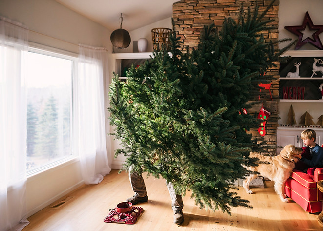 Setting Up a Christmas Tree
