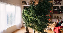 Un sapin pour les scouts