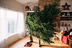 Setting Up a Christmas Tree