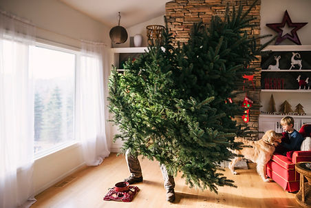 Cut your own Christmas tree