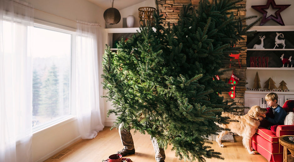 Setting Up a Christmas Tree