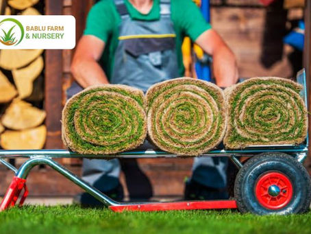 natural lawn grass suppliers