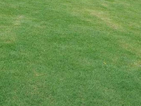 Natural Grass Supplier in Delhi for Healthy, Eco-Friendly Lawns