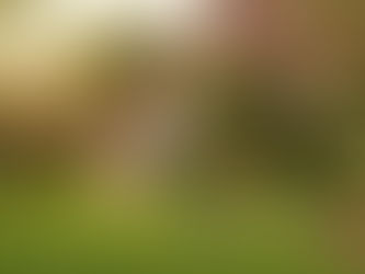 Why Natural Green Grass Is the Best Choice for Gardens in Delhi – Choose Sustainability with Bablu Farm & Nursery