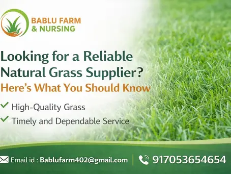 natural grass supplier