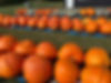 243051877_4703774752989154_2474096916009403790_n.jpeg