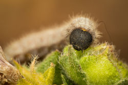 Carcharodus alceae larvae