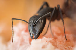 Camponotus cruentatus