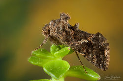 Autographa gamma