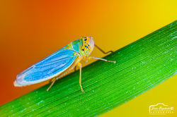 Cicadella viridis