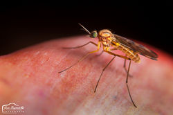 Mosquito Culex