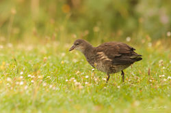 Gallinula chloropus - young