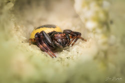 Synema globosum