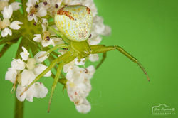 Ebrechtella tricuspidata (2)