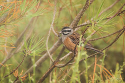 Emberiza cia