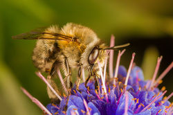 Bombus pascuorum