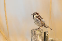 Passer domesticus male