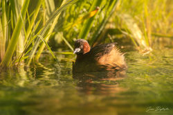 Tachybaptus ruficollis