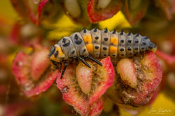 Coccinella septempunctata (larva)