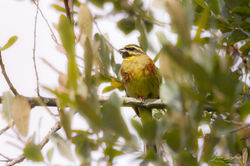 Emberiza citrinella