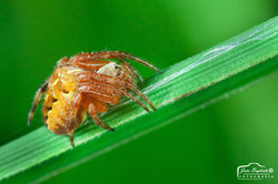 Araneus sp