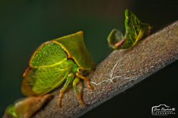 Stictocephala bisonia