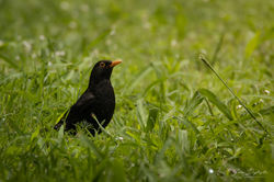 Turdus merola (1)