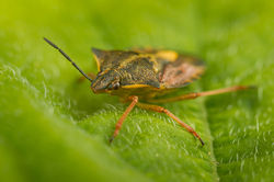 Carpocoris fuscispinus