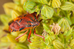 Pentatomidae sp