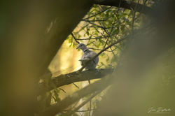 Streptopelia decaocto