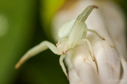 Misumena vatia b