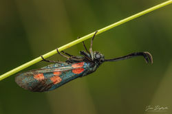 Zygaena trifolii