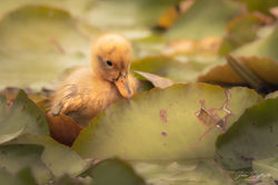 Anas platyrhynchos (Baby)