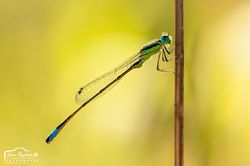 Ischnura graellsii